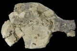 Fossil Triceratops Vertebra - North Dakota #120162-1